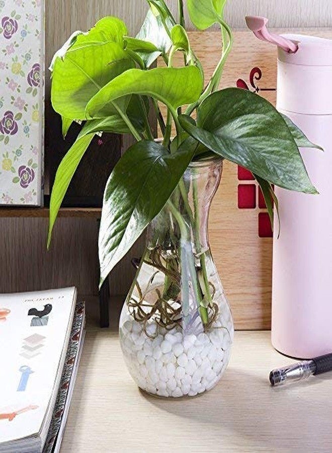 Power Stone Decorative Large Size Polished Marble Stone Pebbles for Plant Pots Vase Fillers Aquarium Home Decor Garden Decoration (Snow White, Dia: 25-35mm, 4 Kg) - Image 5